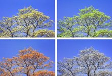 季节性优化:根据季节性趋势和活动调整页面标题以提高相关性 (季节性分析)-优乐评测网