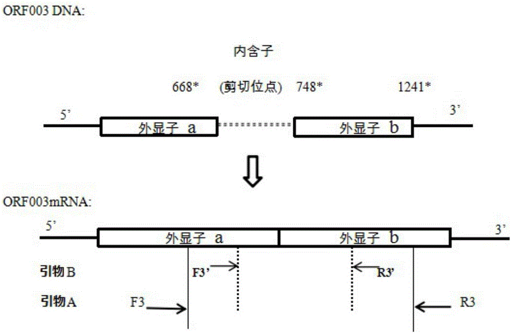 不同类型的内质网功能
