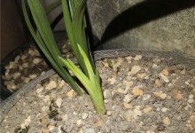 探讨绿云服务器的租金及其相关因素-优乐评测网