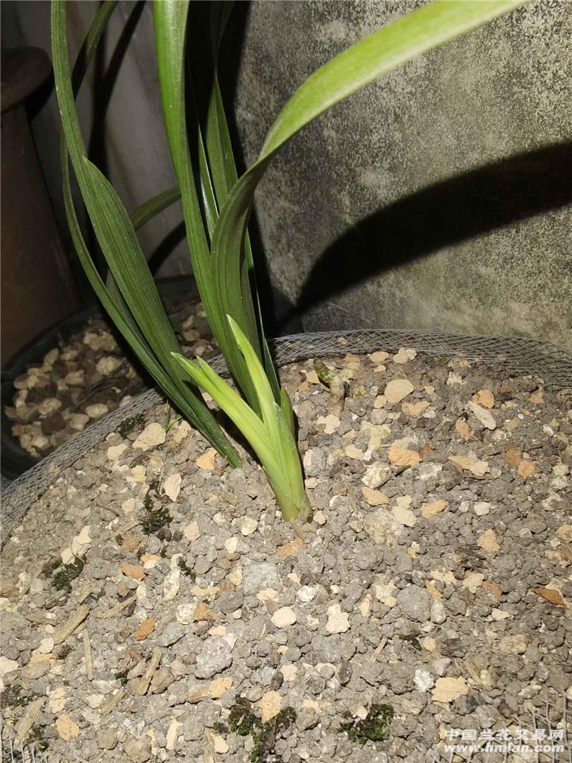 探讨绿云服务器的租金及其相关因素