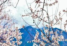 一年期德迅云服务器费用查询-优乐评测网