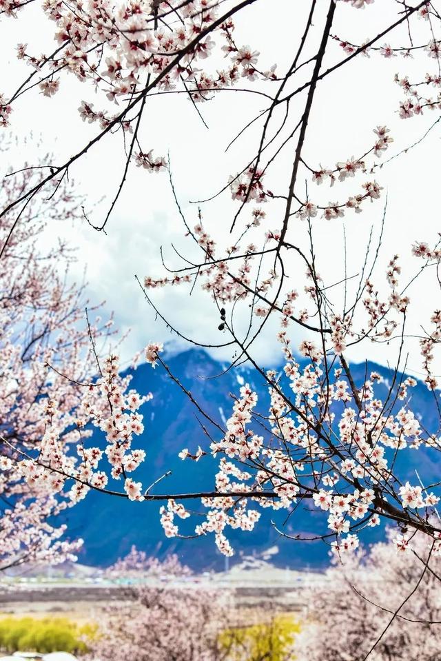 一年期德迅云服务器费用查询