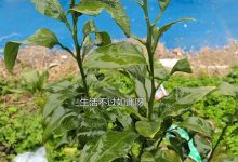 究竟能带来怎样的游戏体验？-优乐评测网