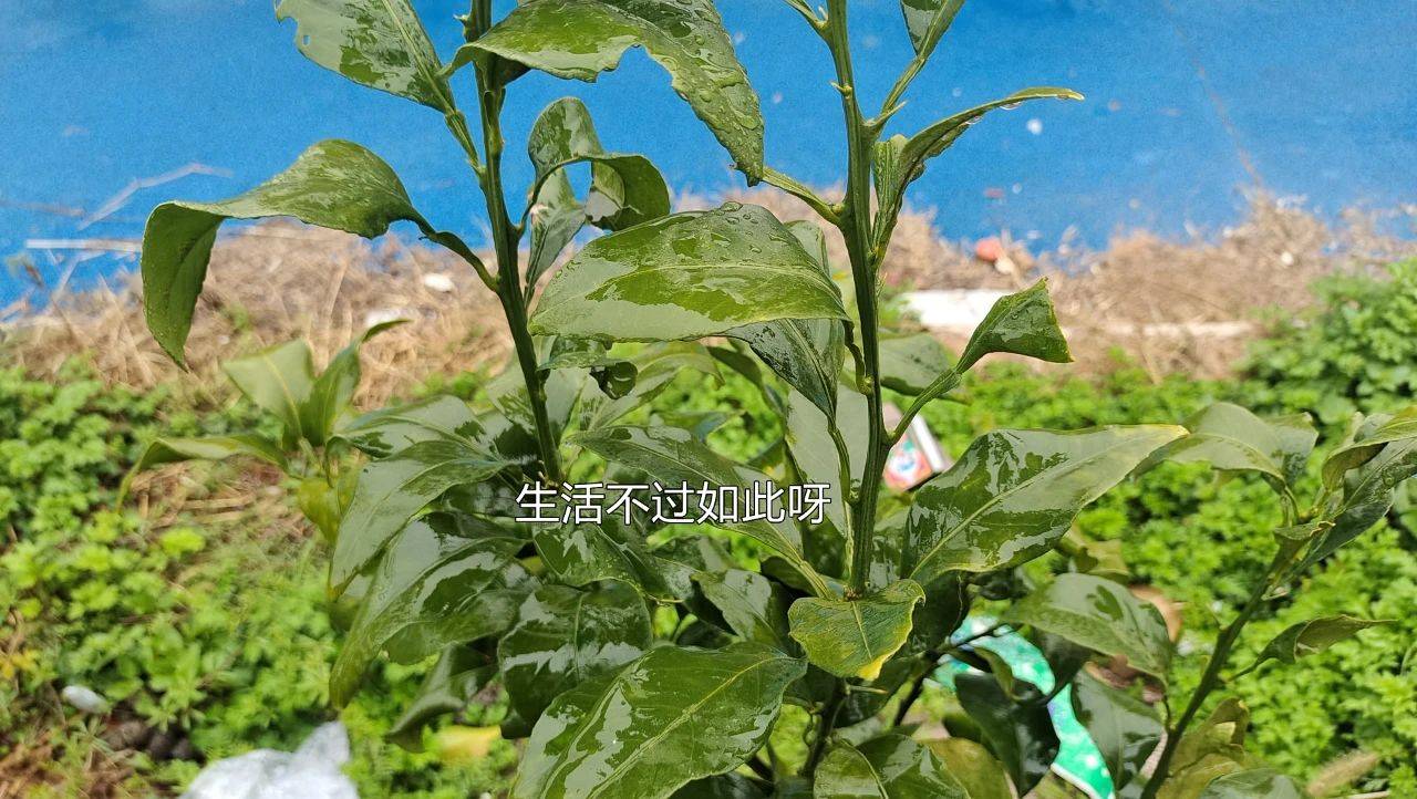 究竟能带来怎样的游戏体验