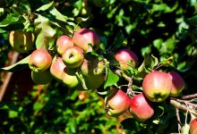 苹果云服务器价格因配置和服务等级而异。-优乐评测网