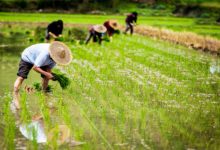 农业科技发展的先锋：华南农业大学云研究与实践成果展示-优乐评测网