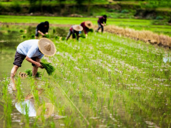 农业科技发展的先锋