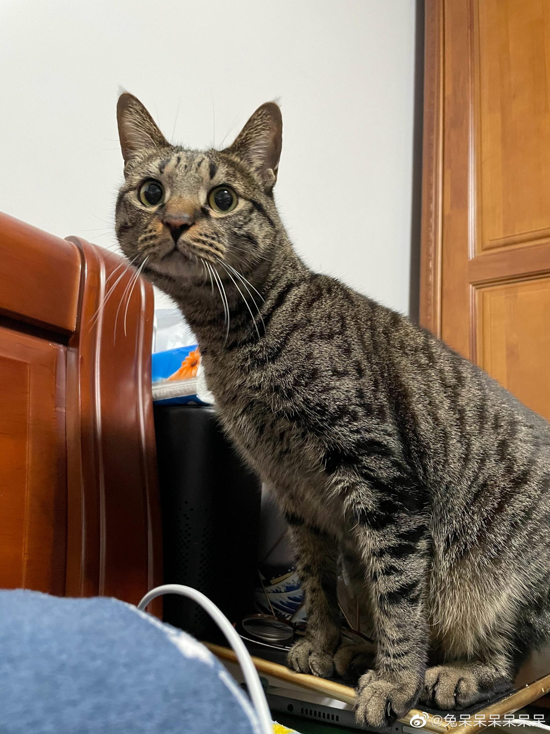 揭秘嗯呆呆的服务器号码