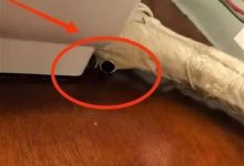 揭秘视频服务器购买成本:一台需要多少预算?-优乐评测网