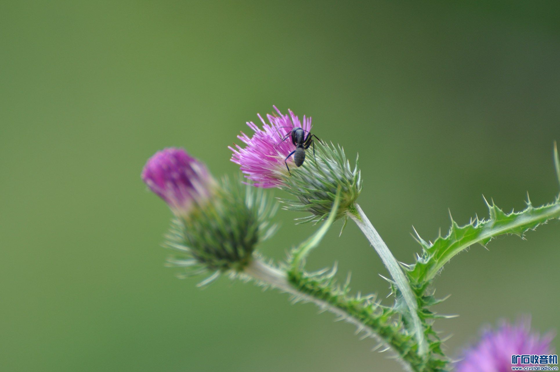 究竟要花多少钱才能购买到价值达至数十上百千兆兆内存的防御服务器呢