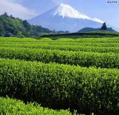 因素解析与价格概览