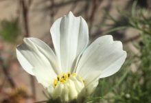 一网打尽花雨庭服务器的用户数量-优乐评测网