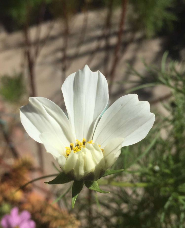 一网打尽花雨庭服务器的用户数量