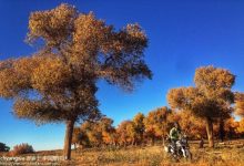 鸡游戏盛行背后庞大的用户基数分析-优乐评测网