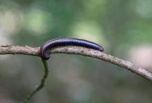 解析IIS在服务器并发连接中的表现与限制-优乐评测网