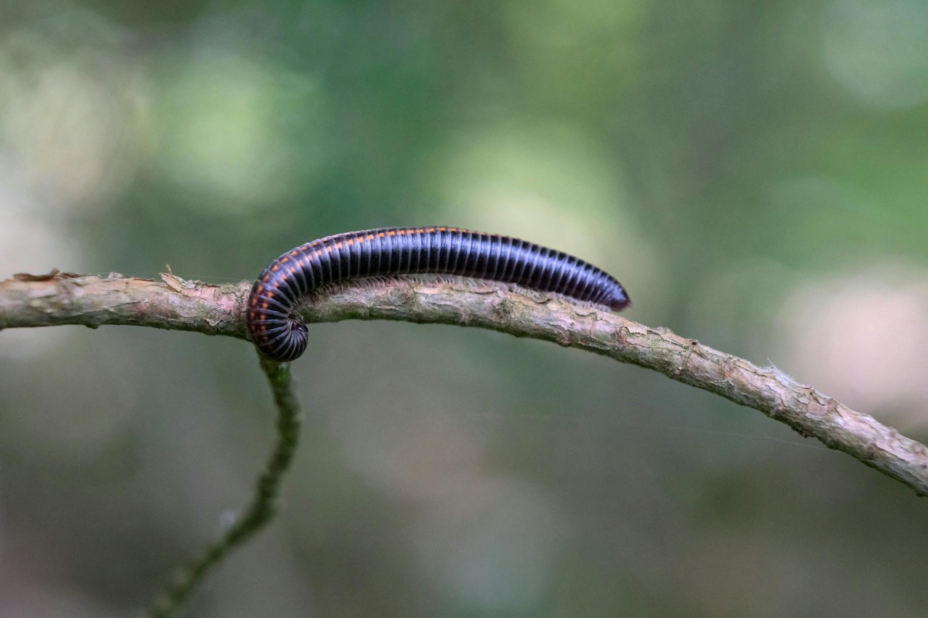 解析IIS在服务器并发连接中的表现与限制
