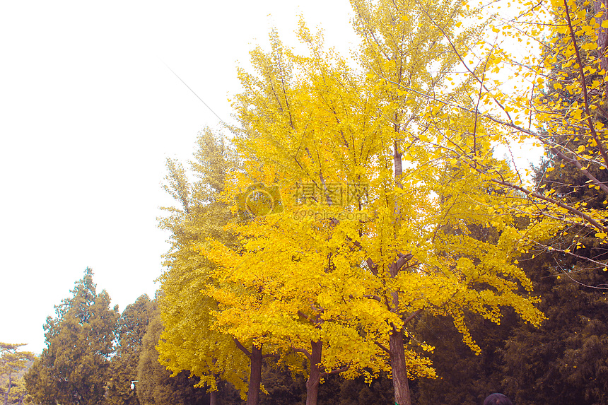 银杏树PVP服务器账号查询指南