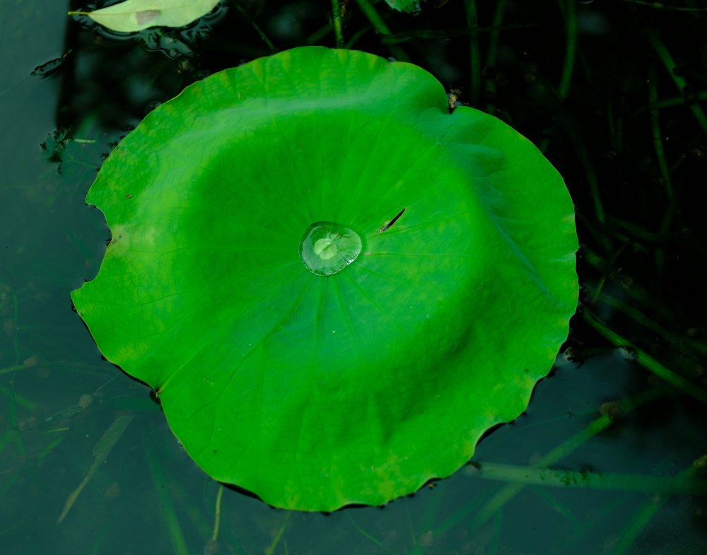 展现第四代绿色产业园数据中心的独特优势与前景展望