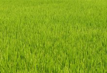 绿色IDC数据中心落户松江 (绿色数据中心概念股)-优乐评测网