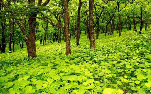 绿色数据港的行业变革者