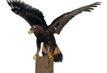 鹏霄服务器价格查询及购买指南-优乐评测网