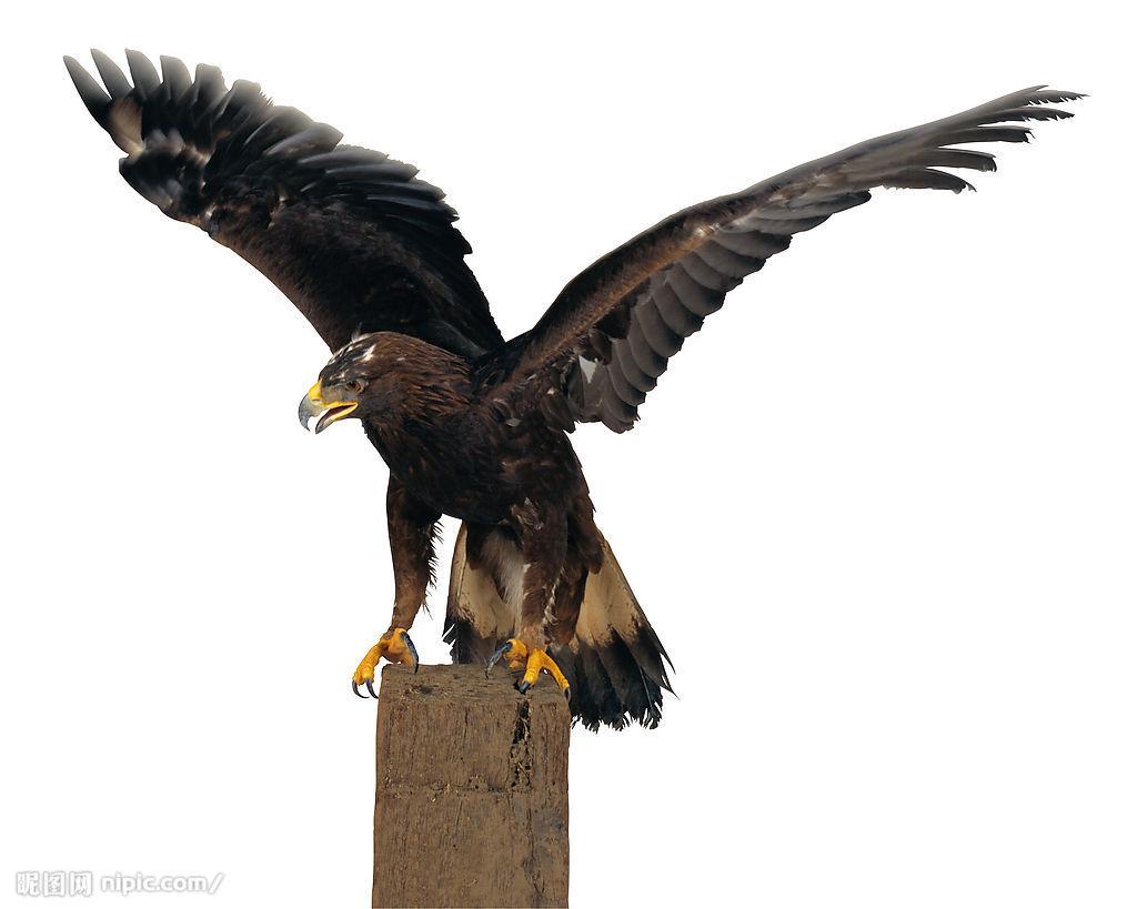 鹏霄服务器价格查询及购买指南