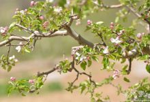 究竟苹果花了多少金钱买服务器？-优乐评测网