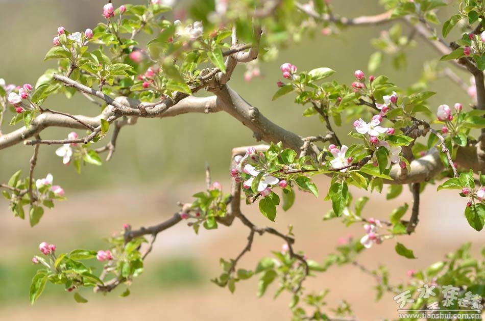 究竟苹果花了多少金钱买服务器