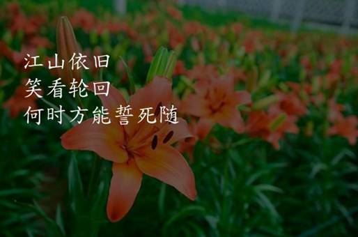 高性能的宝可梦服务器成本可能会更高