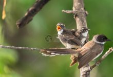 鸟德服务器价格究竟多少？-优乐评测网