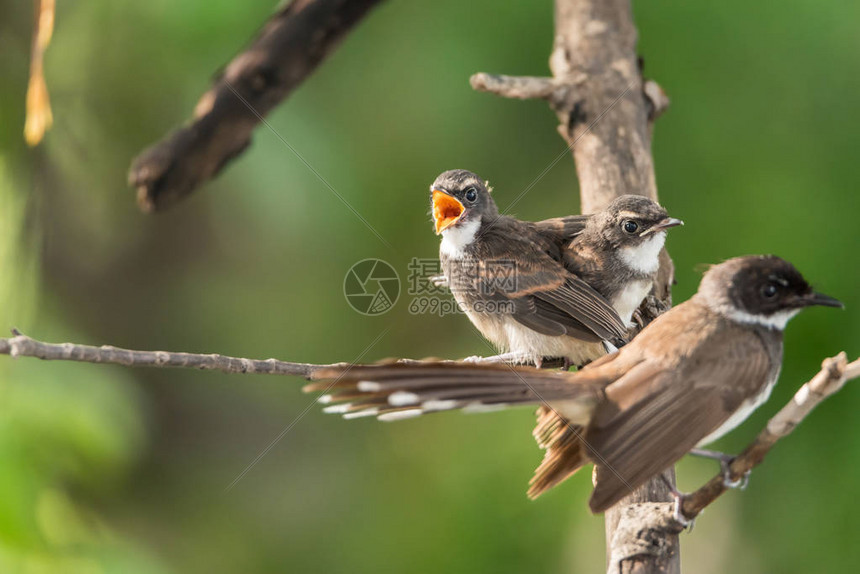 鸟德服务器价格究竟多少