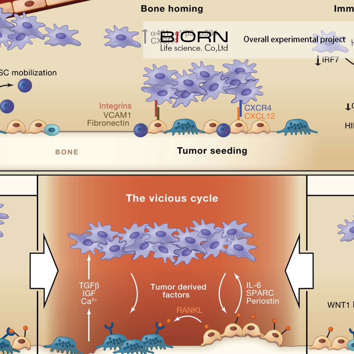 全面解析购买要素