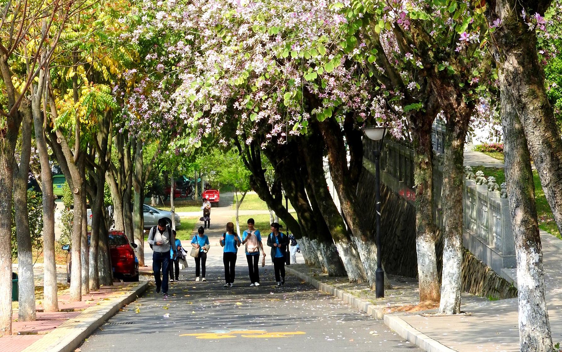 从校园风景到学术成就一览无余