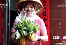 揭秘菠菜服务器的运营状态-优乐评测网