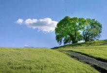 生态数字化领域先驱者的引领成就-优乐评测网