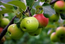 苹果x86服务器市场地位如何?占有率究竟有多少?-优乐评测网