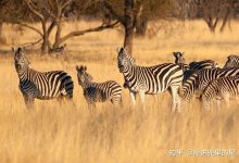 多样配置满足个性化需求，价格实惠值得信赖 (多样化配置,no_ai_sug:false}],slid:158905563230195,queryid:0x88908615a62ff3)-优乐评测网