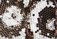 探寻马蜂窝云的创新科技与应用前景。-优乐评测网