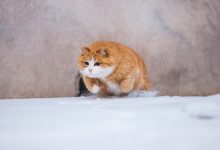 帕鲁服务器一年价格是多少？-优乐评测网