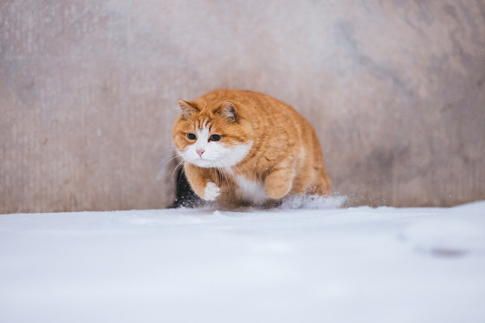 帕鲁服务器一年价格是多少